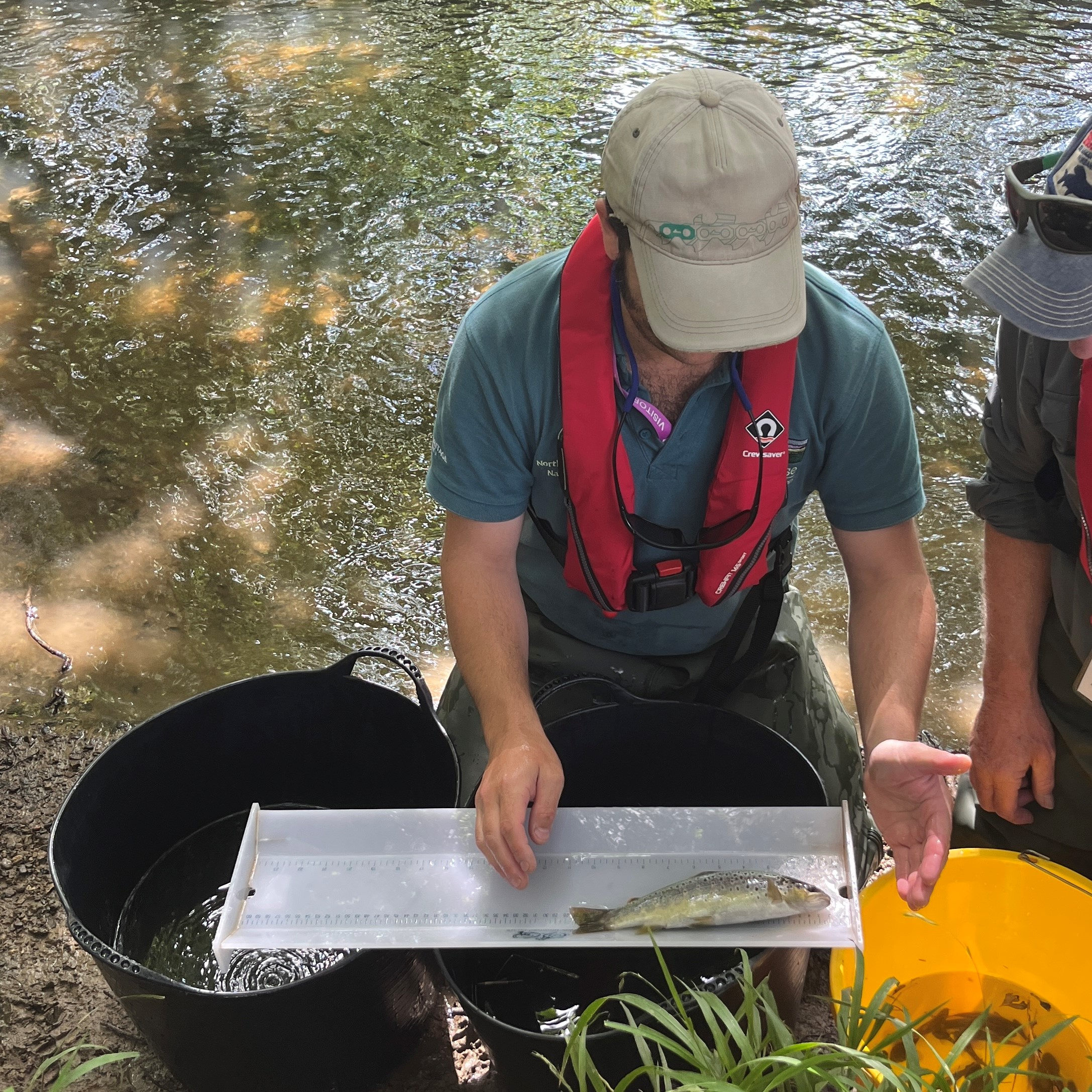 Trout being measured before being released back into the water