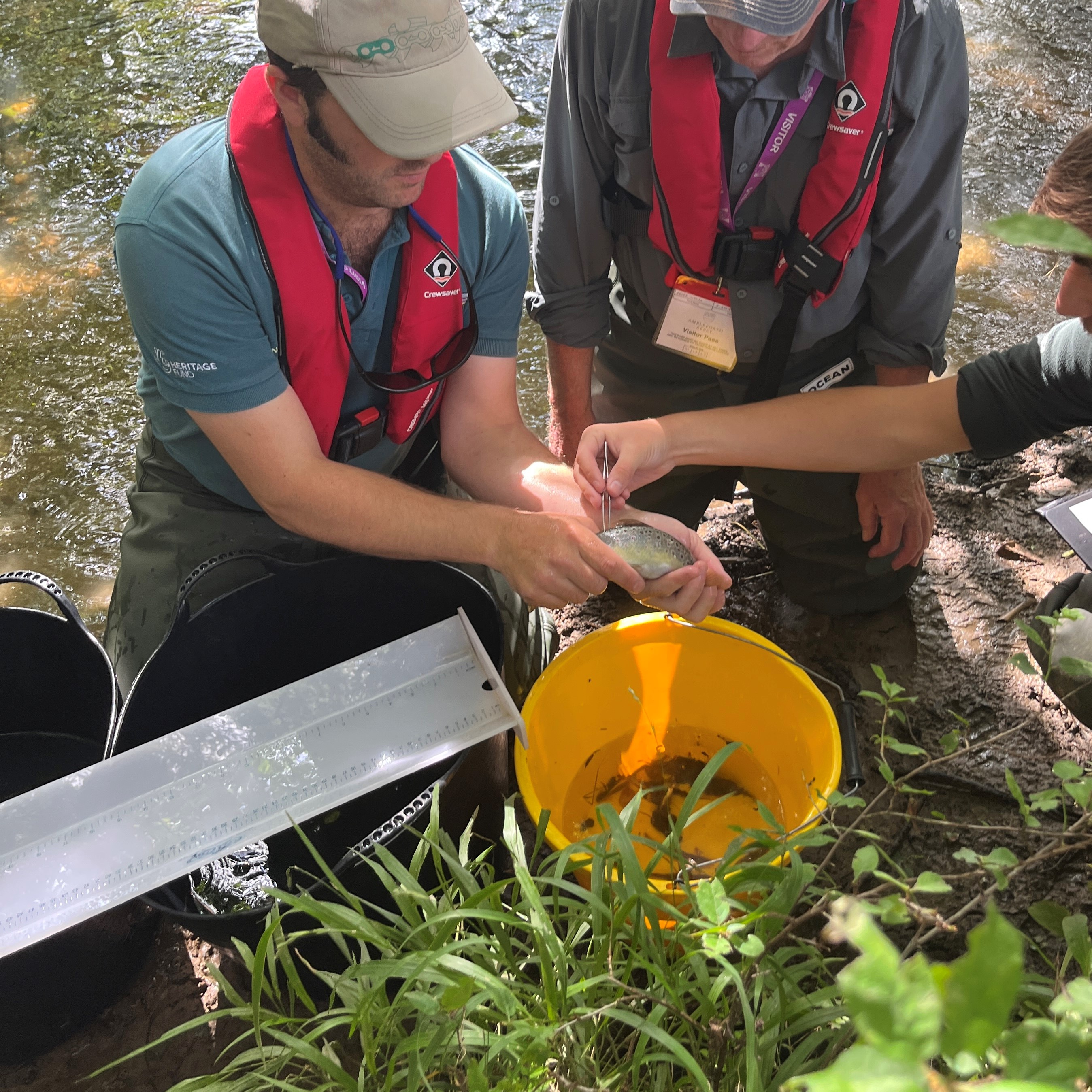 The trouts scale being carefully removed for analysis.