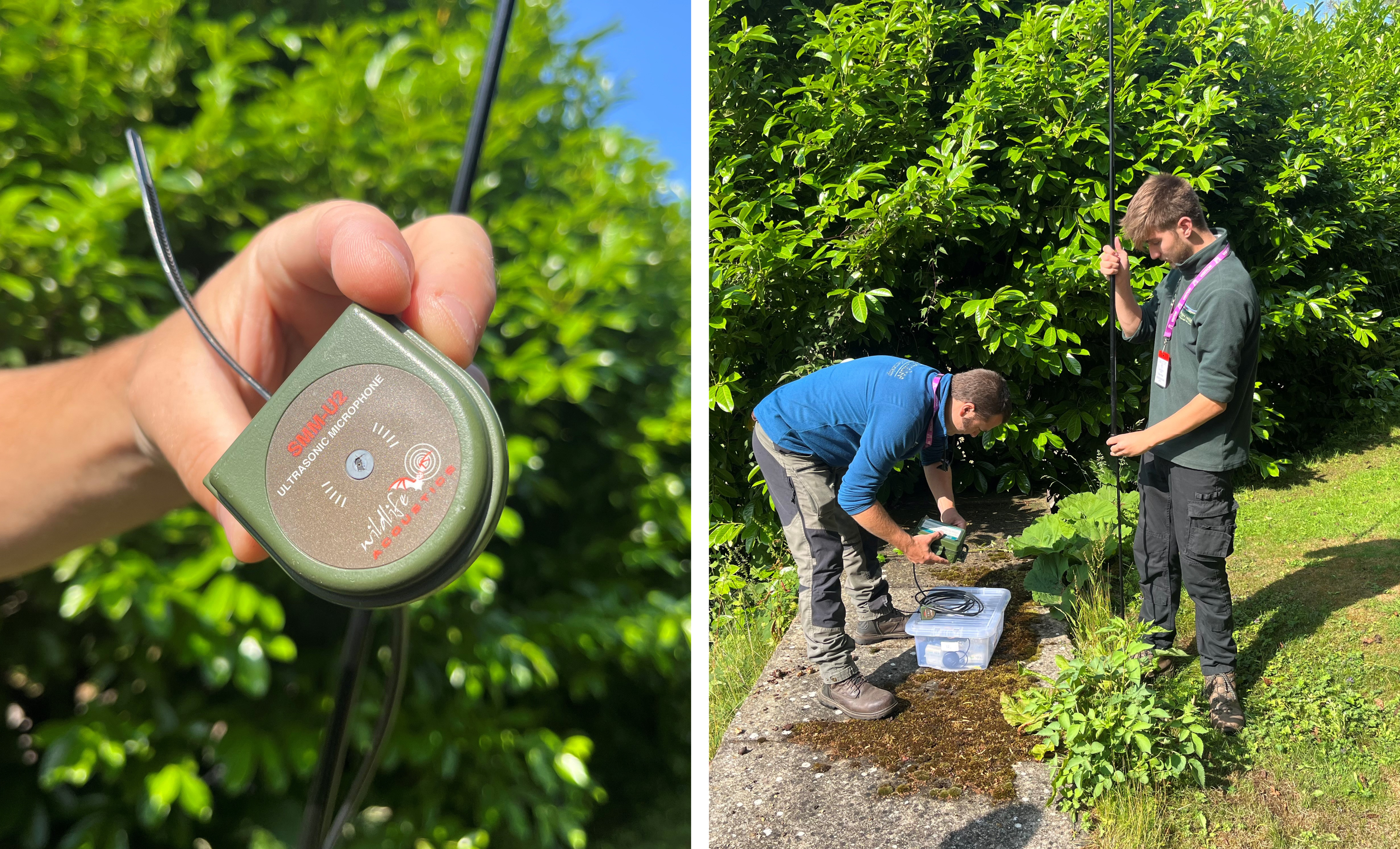 Volunteers installing the bat monitor 