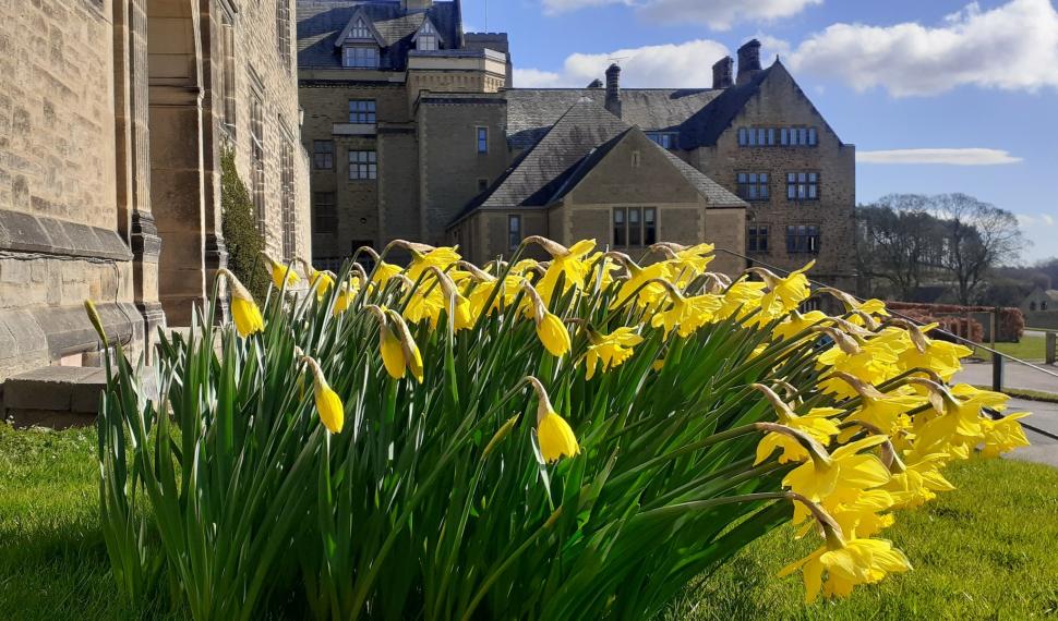 Daffodils outside the Abbey