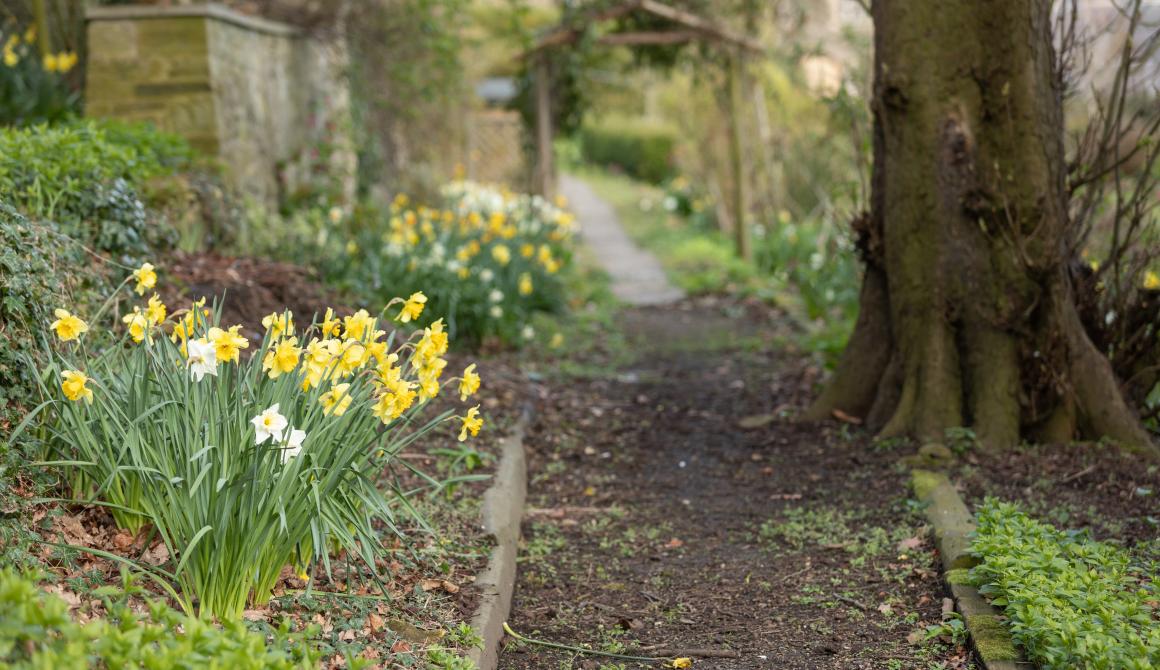 daffodils on paths