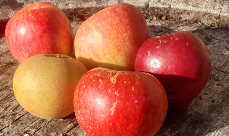 Apples on a barrel