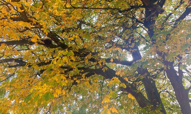 Ampleforth Abbey Autumn