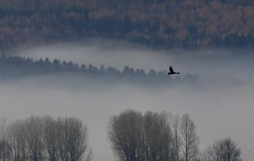 Bird flying across a misty Ampleforth valley.