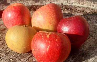 Apples on a barrel