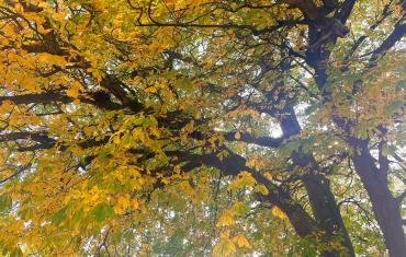 Ampleforth Abbey Autumn